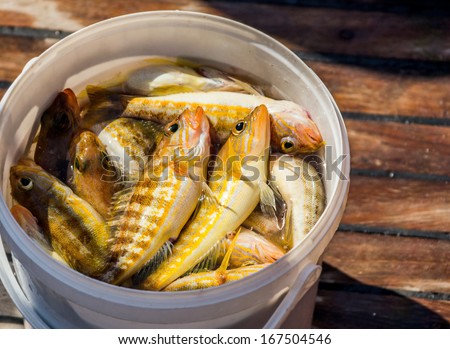 Caught fish in a bucket on the deck