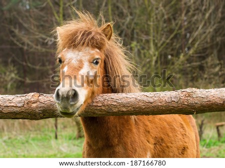 Cute red pony laid its head on the raw wooden fence