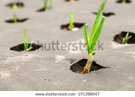 Plants growing through an agrotextile ground cover