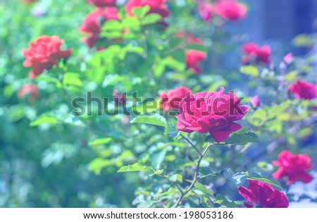 Roses in the magic garden