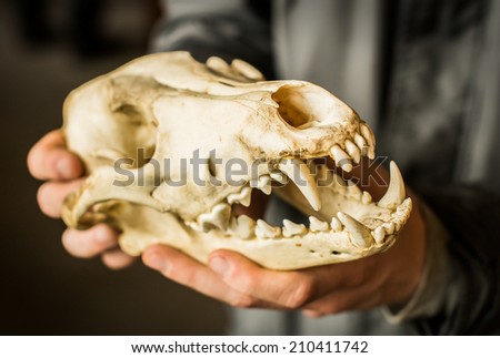 Hands holding a wolf skull