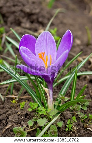 One violet crocus growing in the ground. Crocus is one of the first signs of spring.