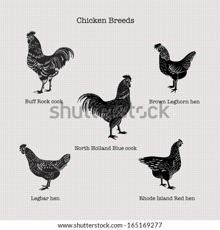 chicken breeds chicken breeds
