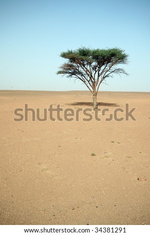 tree alone in flat desert