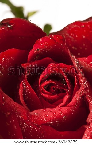 Beautiful red wet rose real macro on a white background