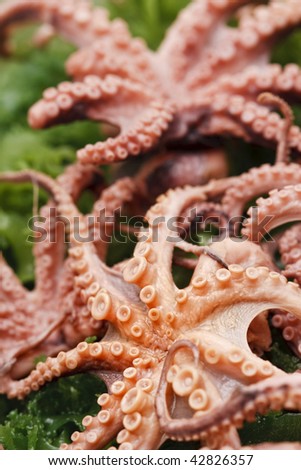 Raw delicatessen octopus meat on a plate with edible seaweed Close-up