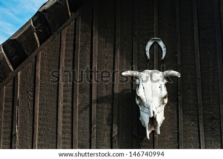 Cow skull hanging on wooden barn door