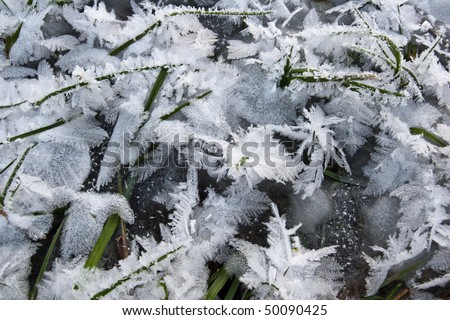 Green grass under the white ice crystals