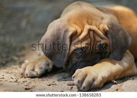 Cute puppy in trouble hiding Cute puppy in trouble hiding