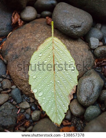 Single alder leaf on river rocks