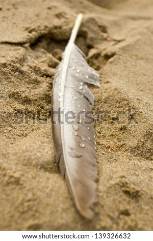 Single seagull feather on the sand with dew droplets