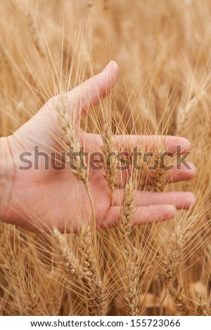 Left hand displaying heads of wheat in the field