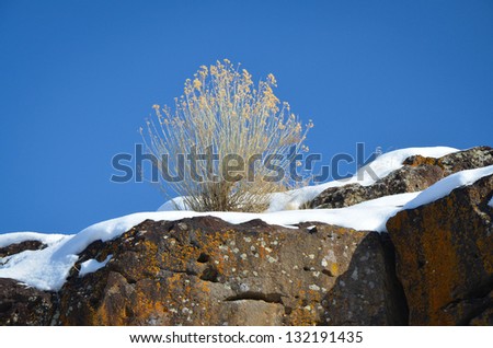 Bright desert plant on a snow topped rock ledge in full sunlight with a deep blue sky behind.