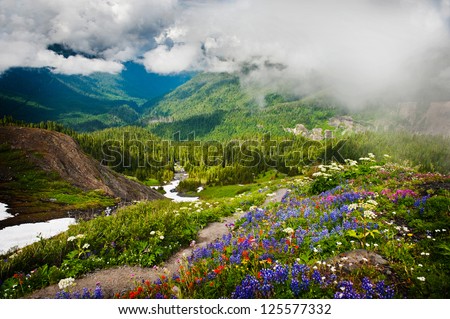 Heliotrope Ridge Hike in the Mt. Baker National Forest. During the month of August, on this hike, the wildflowers come out in full force. Lupine, Indian Paintbrush, and Yellow Asters are seen here.
