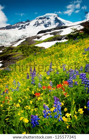 Mt. Baker, Washington. The wildflowers are in abundance during the month of August near the summit of Mt. Baker in the Pacific Northwest. Lupine, Indian Paintbrush, and Yellow Asters are seen here.