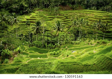 The village of Tegallalang is a craft center in Bali, Indonesia, but it is also known for its beautiful terraced rice fields. This is a good example of terracing which aids in irrigation.