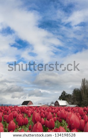 Skagit Valley Tulips. A sure sign of spring is the emergence of the colorful tulips in the Skagit Valley of western Washington, USA.