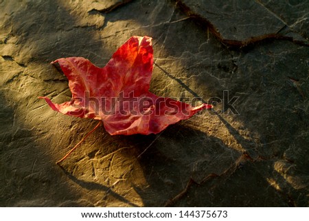 Japanese Maple Leaf. A beautiful symbol of autumn is the bright red maple leaf.