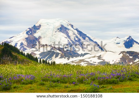 Mt. Baker, Washington, USA. The wildflowers along the Skyline Divide trail are spectacular during the month of August. Mt. Baker is located in the Pacific Northwest and is part of the North Cascade.