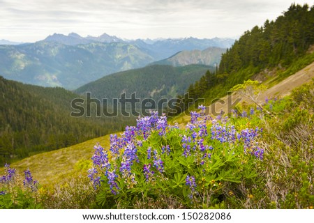 Mt. Baker, Washington Wildflowers. Lupine are abundant in the month of August along the Skyline Divide Trail. Washington State, USA.