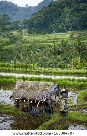 Bali Rice Terraces. The \