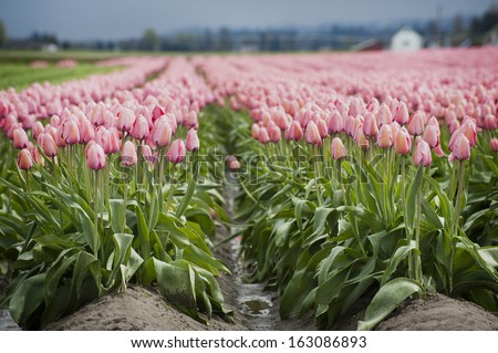 Pink Tulip Fields. The Skagit Valley of western Washington State is known for it\'s glorious springtime tulip fields. The Skagit Valley Tulip Festival takes place in April.