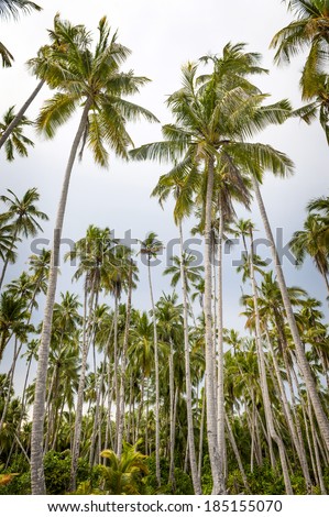 Tropical Palm Trees. A coconut palm forest located on an uninhabited tropical island in the Indonesian archipelago.