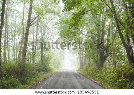 Country Road in the Fog. A rural country road lined with full foliage trees has a welcoming feel to the landscape.