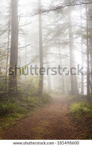 Foggy Forest. An atmospheric look at a Pacific Northwest forest during a foggy morning. Firs trees and ferns are the predominate flora in the area. The fog adds a spooky feel to the landscape.