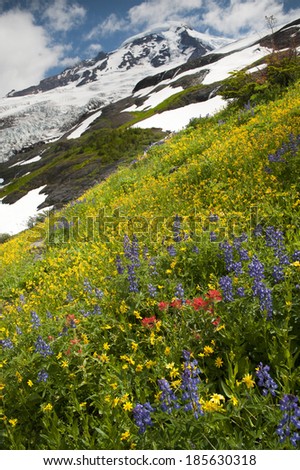 Mt. Baker Wildflowers. Wildflowers are in full summer bloom in the month of August on the trails of Mt. Baker, Washington. Lupine, Indian Paintbrush, and Yellow Asters are most predominate.