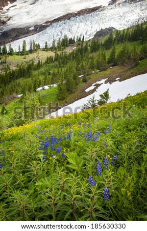 Mt. Baker Wildflowers. Wildflowers are in full summer bloom in the month of August on the trails of Mt. Baker, Washington. Lupine, Indian Paintbrush, and Yellow Asters are most predominate.