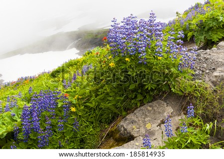 Mt. Baker Wildflowers. Beautiful wildflowers such as yellow asters, purple lupine, and Indian paintbrush, dominate the landscape on the Heliotrope Ridge hike near the peak of Mt. Baker, Washington.