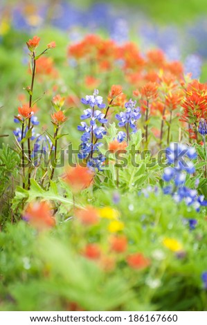 Alpine Wildflowers. August is the time for wildflowers on Mt. Baker in the North Cascade mountains. Lupine, Yellow Asters, and Indian Paintbrush carpet the landscape of this beautiful area.
