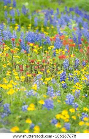 Alpine Wildflowers. August is the time for wildflowers on Mt. Baker in the North Cascade mountains. Lupine, Yellow Asters, and Indian Paintbrush carpet the landscape of this beautiful area.