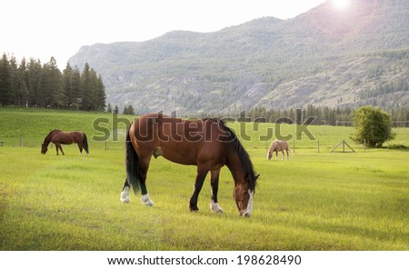 Grazing Horses. At sunset, horses feed in the Methow Valley near the western town of Mazama, Washington.The North Cascade Mountains can be seen in the background.
