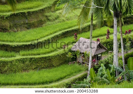 Bali Rice Terraces. The rice fields terrace are works of art. One of the nicest is the Tegallalang, which is about 15 minutes from the center of Ubud.  This method of irrigation is known as Subak.
