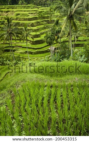Bali Rice Terraces. The rice fields terrace are works of art. One of the nicest is the Tegallalang, which is about 15 minutes from the center of Ubud.  This method of irrigation is known as Subak.