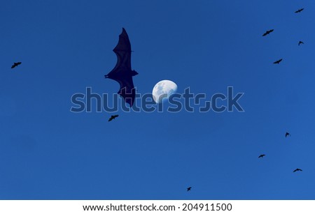 Flying Foxes and the Moon. Fruit bats, also known as flying foxes leave the tropical Indonesian island of Satonda at sunset during a half moon looking for food on a nearby island.