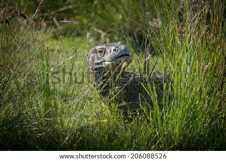 Komodo Dragon. A Komodo dragon hides in the tall grass. A member of the monitor lizard family (Varanidae), it is the largest living species of lizard, growing to a maximum length of 3 metres (10 ft).