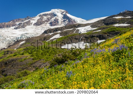Mt. Baker Wildflowers. The wildflowers are in full bloom during the month of August. Lupine, yellow asters, and indian paintbrush are predominant in this area. Mt. Baker/Snoqualmie National Forest.