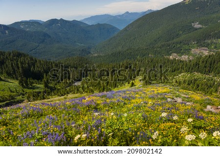 Alpine Wildflowers. Looking down the valley from the Heliotrope Ridge trail in the Mt. Baker-Snoqulamie National Forest. Lupine, yellow asters, and indian paintbrush are predominant in this area.