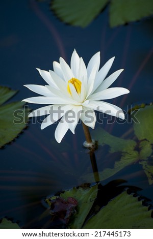 Lotus Flower. A beautiful white lotus flower emerges from a pond in the village of Pemuteran on the island of Bali, Indonesia.