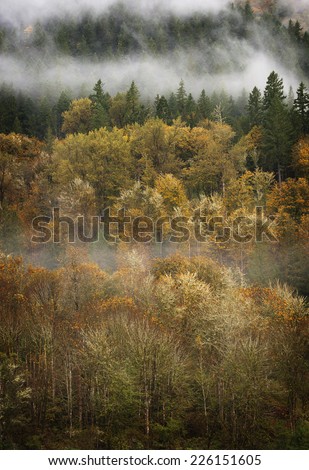 Autumn Scenery in the North Cascade Mountains. Low clouds hang over the changing colors of the deciduous trees in the North Cascade mountains.