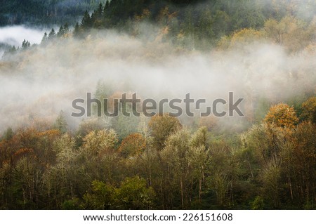 Autumn Scenery in the North Cascade Mountains. Low clouds hang over the changing colors of the deciduous trees in the North Cascade mountains.