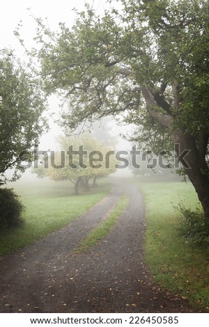 Autumn Rural Driveway. Fog adds a romantic feel to the tree lined entrance to a residence on an island in the Puget Sound area of western Washington state.