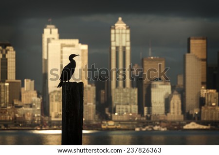 Cormorant Silhouetted on Seattle Skyline. A cormorant bird on a piling is silhouetted against a skyscraper during a beautiful Seattle sunset seen from West Seattle.