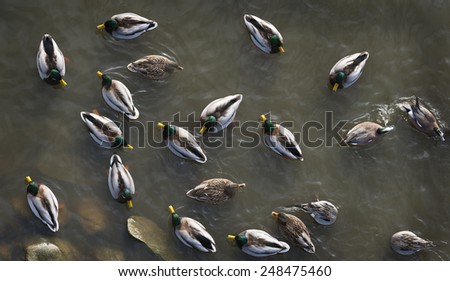 Mallard Ducks. A large group of ducks congregate on a pond in the Reifel Island conservation area of lower mainland British Columbia. The high angle makes an interesting graphic element to the photo.