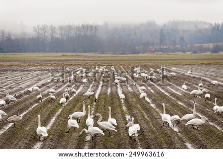 Trumpeter Swans. The Skagit Valley of western Washington is one of the best wintering habitats to see Trumpeter Swans and Tundra Swans. Mt. Vernon, Washington, USA.