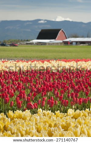 Springtime Tulip Fields. Vibrant fields of colorful tulips carpet the Skagit Valley during the annual springtime festival. This is a popular time for tourists to visit the area.