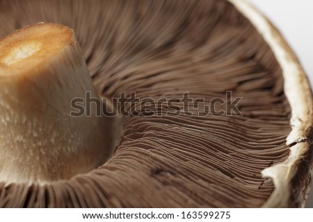 uncooked portobello mushroom, close up, horizontal